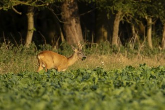 Roe deer (Capreolus capreolus) adult male buck animal feeding in a farm sugar beet crop on the edge