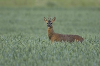 Roe deer (Capreolus capreolus) adult male buck animal feeding in a farmland wheat field in summer,