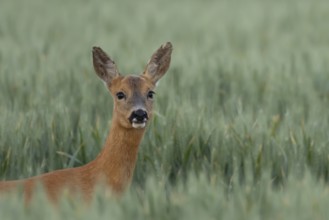 Roe deer (Capreolus capreolus) head portrait of an adult female doe animal in a farmland wheat