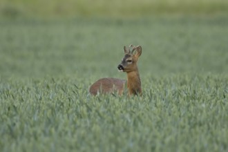 Roe deer (Capreolus capreolus) adult male buck animal in a farmland wheat field in summer, England,