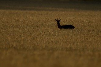 Roe deer (Capreolus capreolus) adult male buck animal in a farmland cereal field in summer at