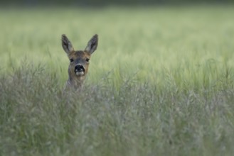 Roe deer (Capreolus capreolus) adult female doe animal in a farmland cereal field in summer,