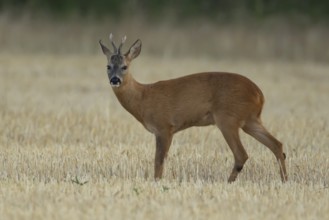 Roe deer (Capreolus capreolus) adult male buck animal in a farmland stubble field in summer,