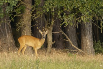 Roe deer (Capreolus capreolus) adult male buck animal on the edge of woodland in summer, England,