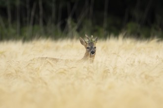 Roe deer (Capreolus capreolus) adult male buck animal in a farmland barley field in summer,