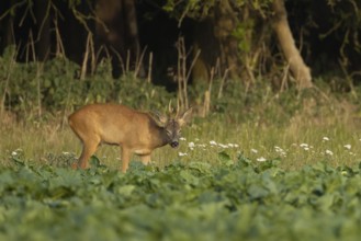 Roe deer (Capreolus capreolus) adult male buck animal feeding in a farm sugar beet crop on the edge