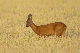 Roe deer (Capreolus capreolus) adult female doe animal in a farmland wheat field in summer,