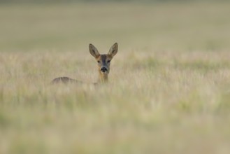 Roe deer (Capreolus capreolus) adult female doe animal in a farmland barley field in summer,