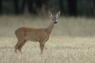 Roe deer (Capreolus capreolus) adult female doe animal standing in a farmland stubble field in
