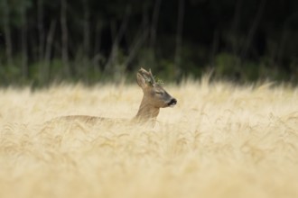 Roe deer (Capreolus capreolus) adult male buck animal in a farmland barley field in summer,