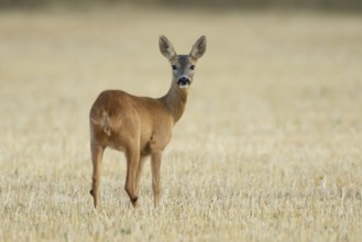 Roe deer (Capreolus capreolus) adult female doe animal in a farmland stubble field in summer,