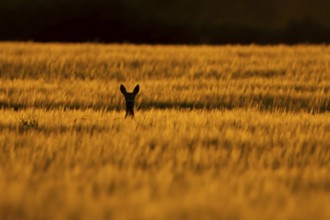 Roe deer (Capreolus capreolus) silhouette of an adult female doe animal in a farmland barley field