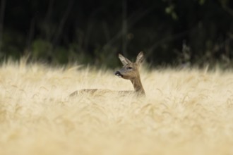 Roe deer (Capreolus capreolus) adult female doe animal in a farmland barley field in summer,