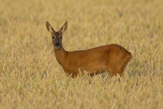 Roe deer (Capreolus capreolus) adult female doe animal in a farmland wheat field in summer,