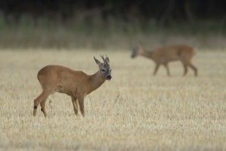 Roe deer (Capreolus capreolus) adult male buck animal in a farmland stubble field in summer,