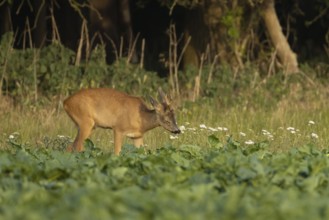 Roe deer (Capreolus capreolus) adult male buck animal feeding in a farm sugar beet crop on the edge