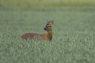 Roe deer (Capreolus capreolus) adult male buck animal feeding in a farmland wheat field in summer,
