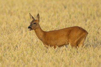 Roe deer (Capreolus capreolus) adult female doe animal in a farmland wheat field in summer,