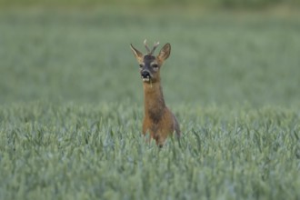 Roe deer (Capreolus capreolus) adult male buck animal in a farmland wheat field in summer, England,