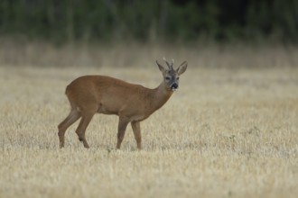Roe deer (Capreolus capreolus) adult male buck animal in a farmland stubble field in summer,