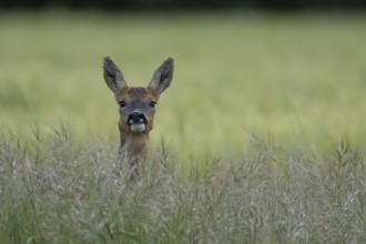 Roe deer (Capreolus capreolus) adult female doe animal in a farmland cereal field in summer,