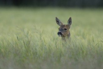 Roe deer (Capreolus capreolus) adult female doe animal in a farmland cereal field in summer,