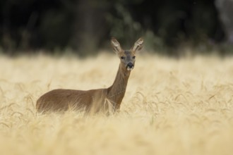 Roe deer (Capreolus capreolus) adult female doe animal in a farmland barley field in summer,