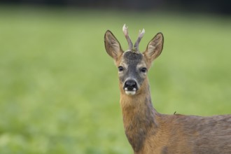 Roe deer (Capreolus capreolus) head portrait of an adult male buck animal in a farmland field in