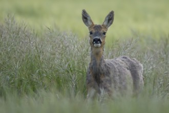Roe deer (Capreolus capreolus) adult female doe animal in a farmland cereal field in summer,