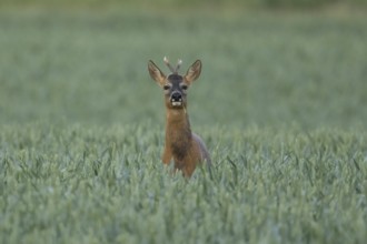Roe deer (Capreolus capreolus) adult male buck animal in a farmland wheat field in summer, England,