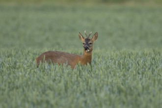 Roe deer (Capreolus capreolus) adult male buck animal feeding in a farmland wheat field in summer,