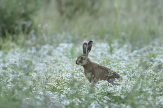 European brown hare (Lepus europaeus) adult animal in a farmland field with Mayflower flowers in
