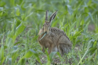 European brown hare (Lepus europaeus) adult animal feeding in a farmland maize field in summer,