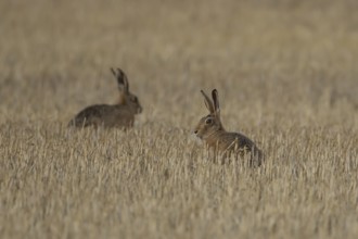 European brown hare (Lepus europaeus) two adult animals in a farmland stubble field in summer,