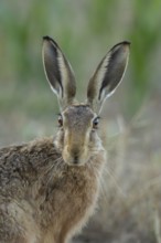 European brown hare (Lepus europaeus) head portrait adult animal in a farmland stubble field in