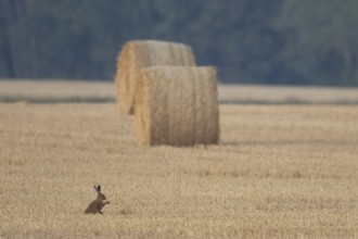European brown hare (Lepus europaeus) adult animal in a farmland stubble field in summer with straw