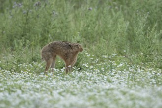 European brown hare (Lepus europaeus) adult animal stretching in a farmland field with Mayflower