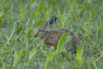 European brown hare (Lepus europaeus) adult animal feeding in a farmland maize field in summer,
