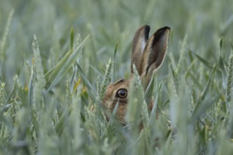 European brown hare (Lepus europaeus) adult animal in a farmland wheat field in summer, England,