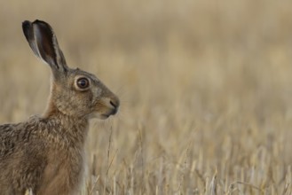 European brown hare (Lepus europaeus) adult animal in a farmland stubble field in summer, England,