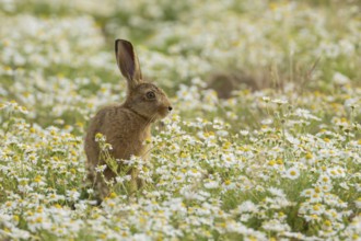 European brown hare (Lepus europaeus) juvenile baby leveret animal in a farmland field with