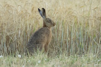 European brown hare (Lepus europaeus) adult animal in a farmland cereal field in summer, England,