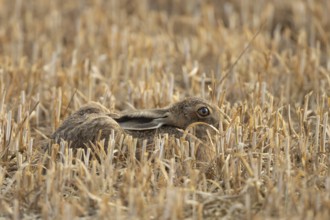 European brown hare (Lepus europaeus) juvenile leveret animal in a farmland stubble field in