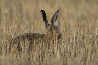 European brown hare (Lepus europaeus) adult animal in a farmland stubble field in summer, England,