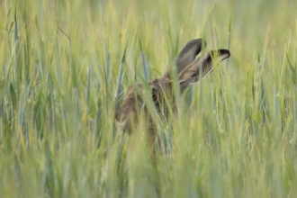 European brown hare (Lepus europaeus) adult animal in a farmland cereal field in summer, England,
