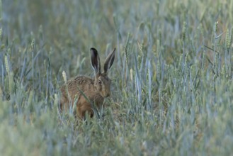 European brown hare (Lepus europaeus) adult animal feeding in a farmland wheat field in summer,