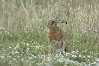 European brown hare (Lepus europaeus) adult animal in a farmland field with Mayflower flowers in