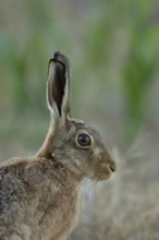European brown hare (Lepus europaeus) head portrait adult animal in a farmland stubble field in