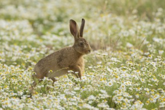 European brown hare (Lepus europaeus) juvenile baby leveret animal running in a farmland field with