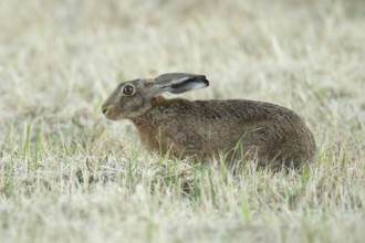 European brown hare (Lepus europaeus) adult animal in a farmland stubble field in summer, England,